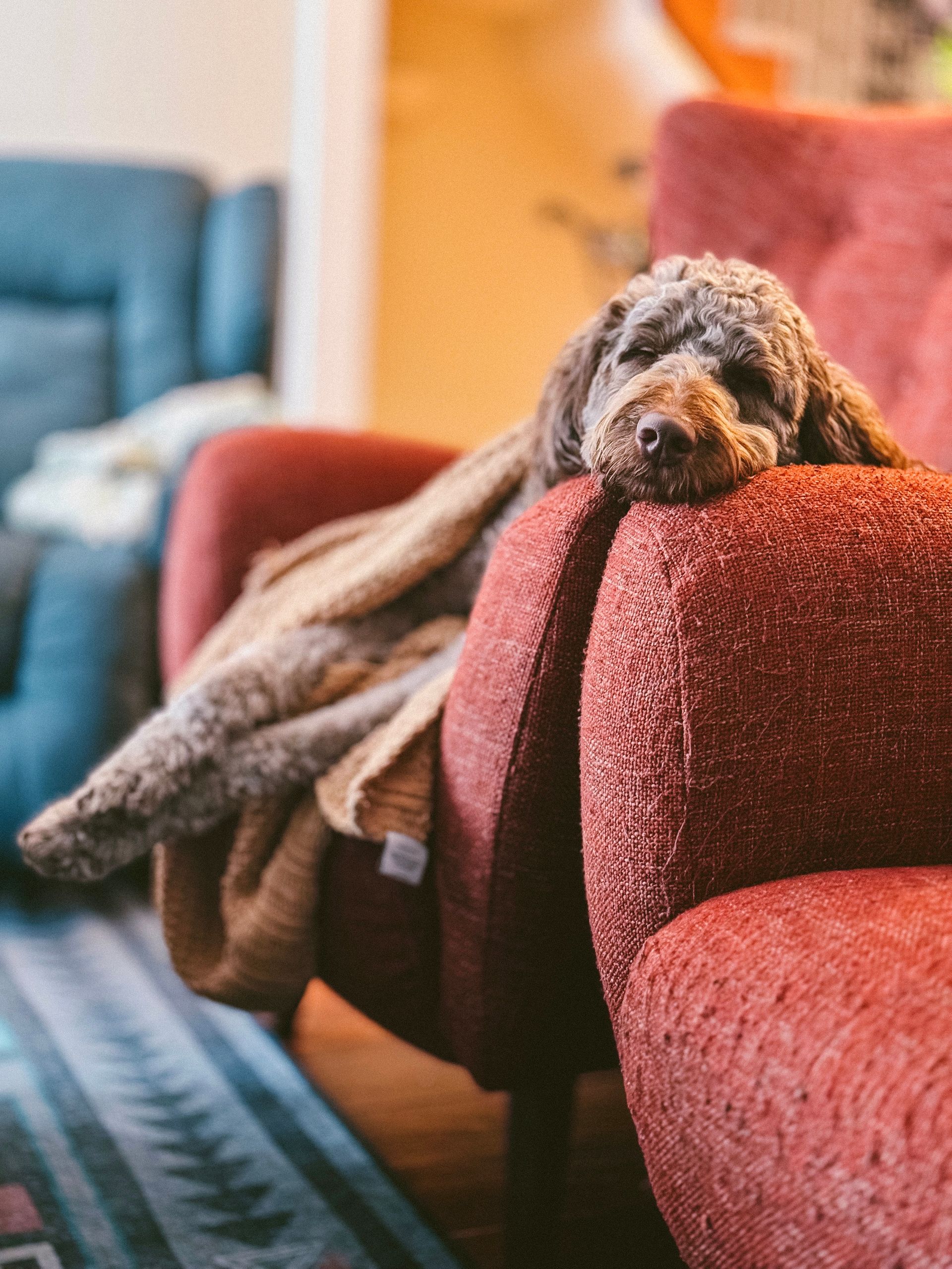 A fluffy poodle lies relaxed on a red armchair, wrapped in a blanket in a cozy indoor setting.