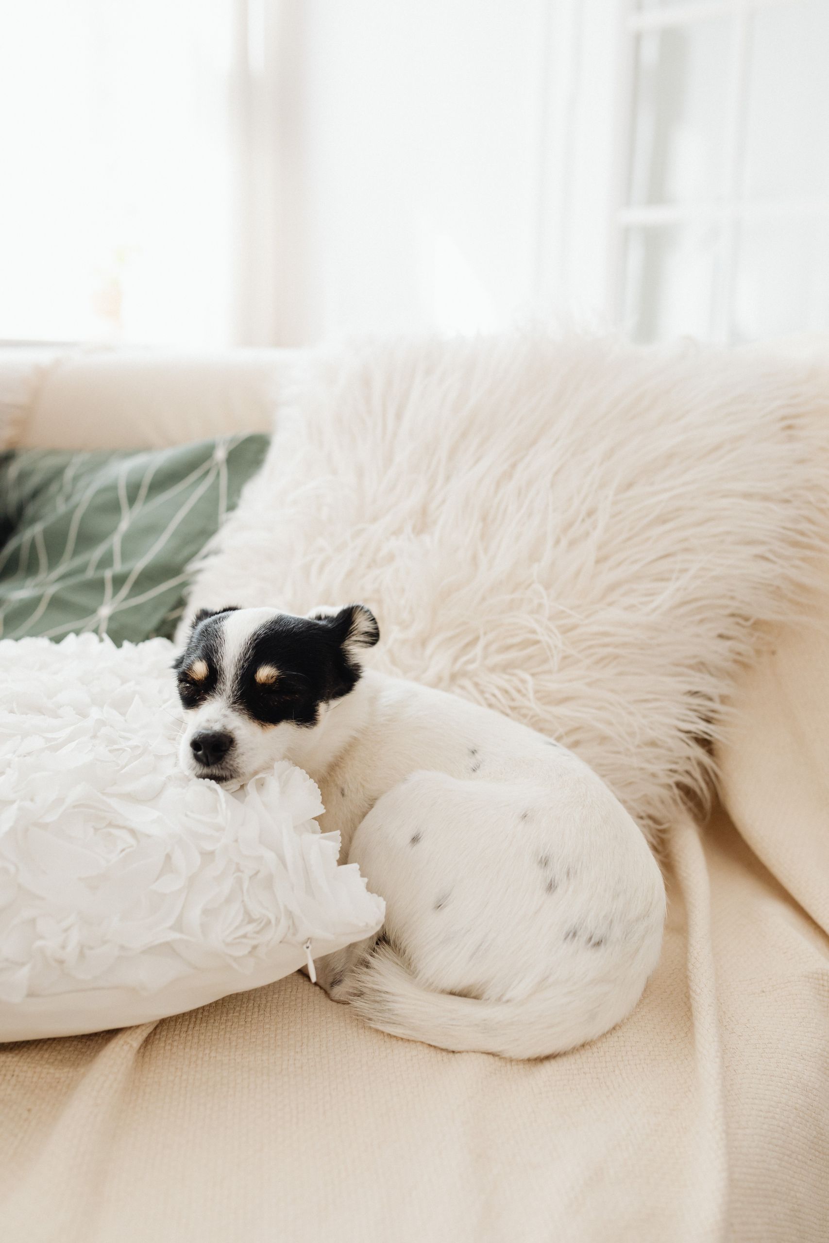 Adorable black and white dog relaxing comfortably on a plush couch with pillows.